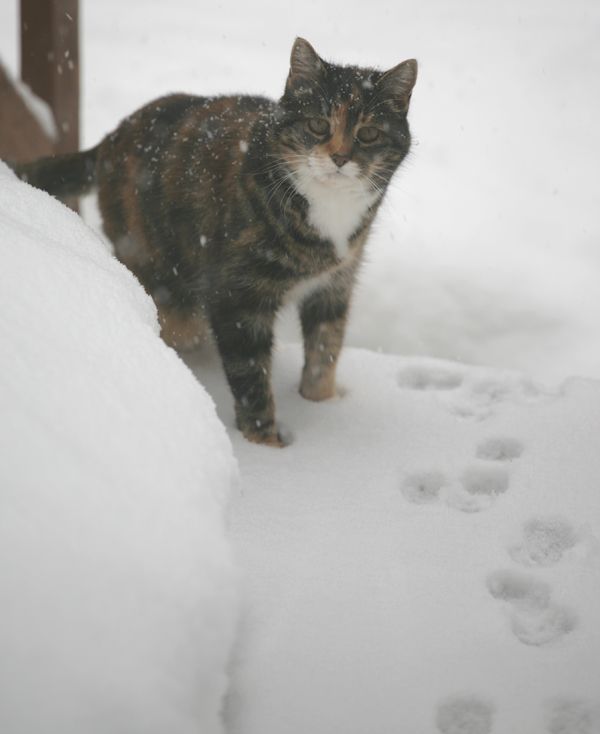 Molly in the Snow